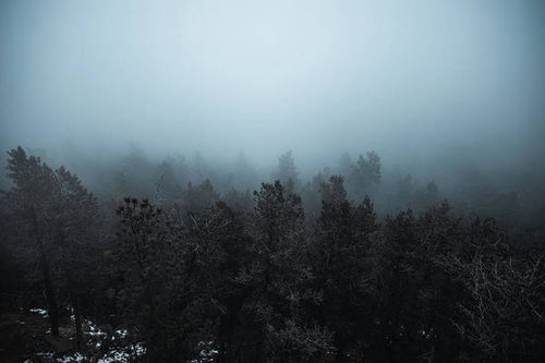 Foggy Trees - Print