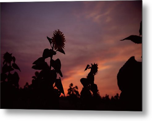 Sunflower Sunset - Metal Print