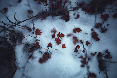 Snowy Leaves - Print