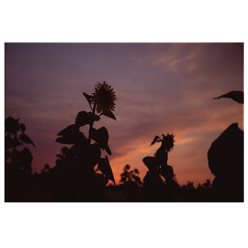 Sunflower Sunset - Canvas