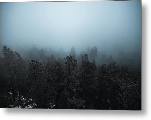 Foggy Trees - Metal Print