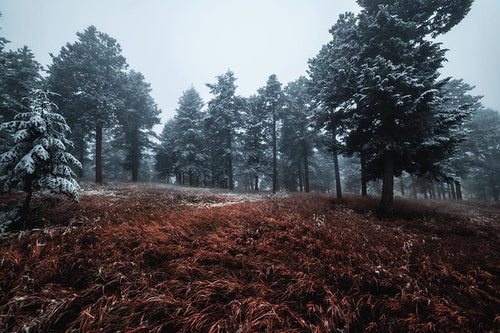 Snowy Hill - Metallic Print - UrbanImpression