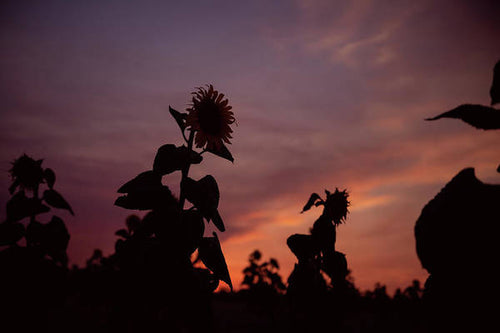 Sunflower Sunset - Print