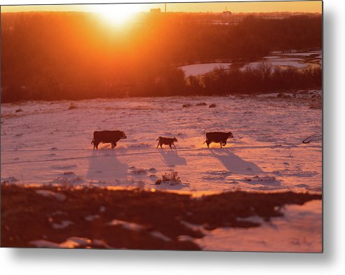 Cow Family - Metal Print