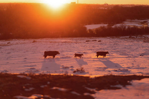 Cow Family - Print