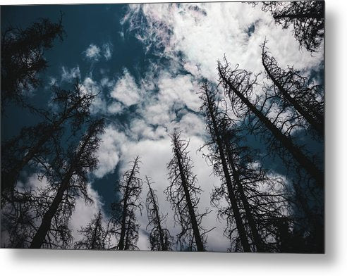 Dead Trees - Metal Print