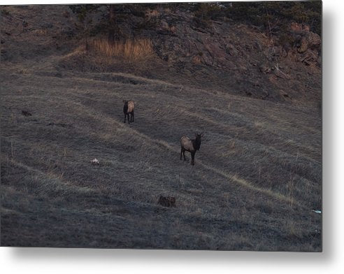 Elk  - Metal Print