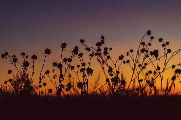 Flower sunset - Metallic Print - UrbanImpression