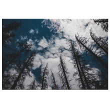 Load image into Gallery viewer, Dead Trees - Canvas