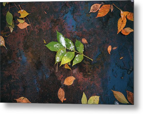 Green Leaves - Metal Print