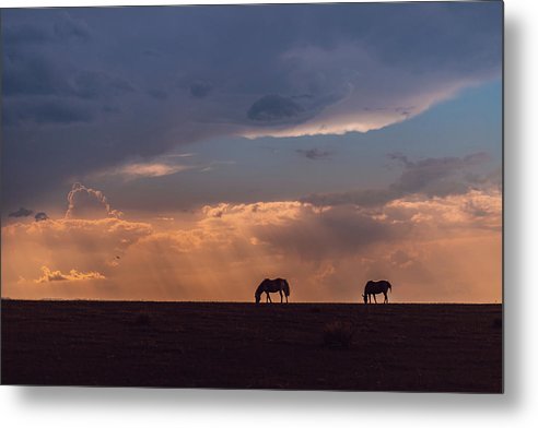 Horses at Sunset - Metal Print