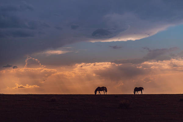 Horses at Sunset - Print