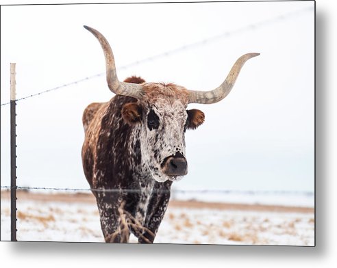 Longhorn - Metal Print