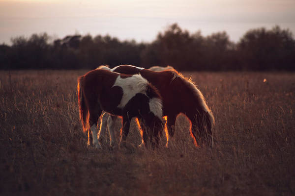 Mini Horses - Print