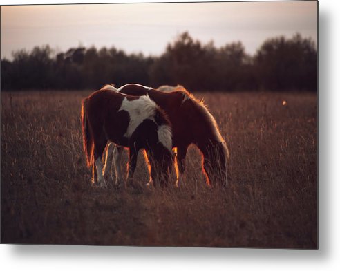 Mini Horses - Metal Print