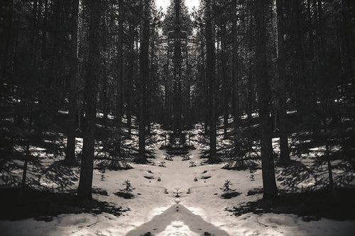 Snow Forest edit - Print