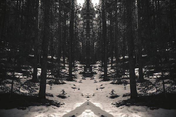 Snow Forest edit - Print