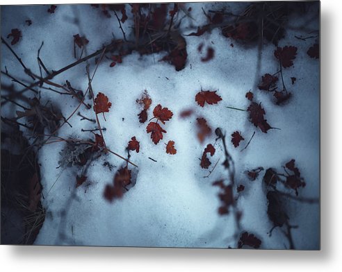 Snowy Leaves - Metal Print