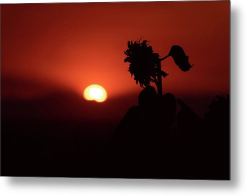 Sunflower Silhouette - Metal Print