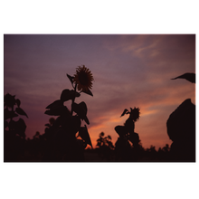 Load image into Gallery viewer, Sunflower Sunset - Canvas