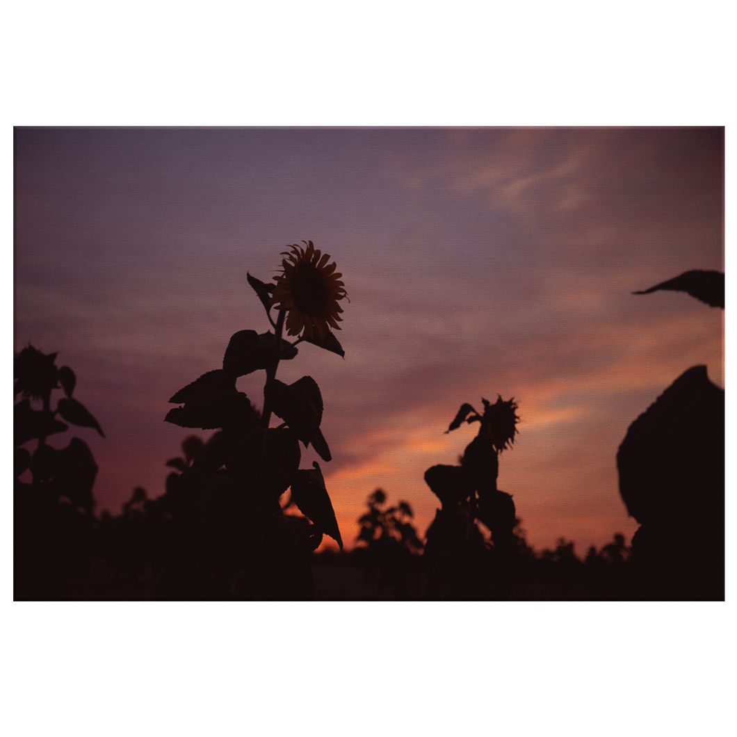 Sunflower Sunset - Canvas