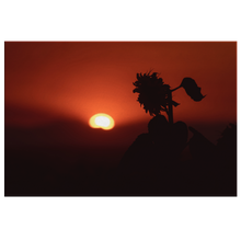 Load image into Gallery viewer, Sunflower Silhouette - Canvas