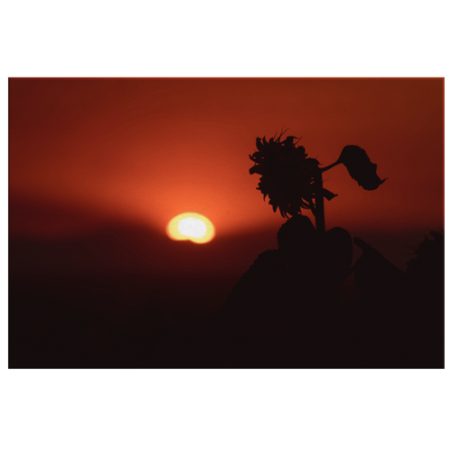 Sunflower Silhouette - Canvas